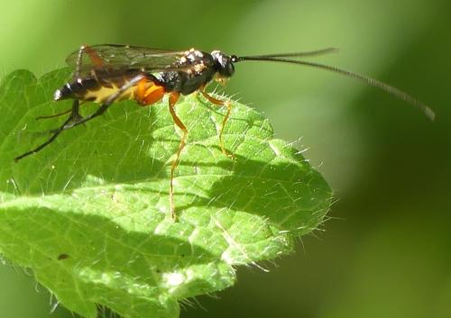 Exetastes calobatus